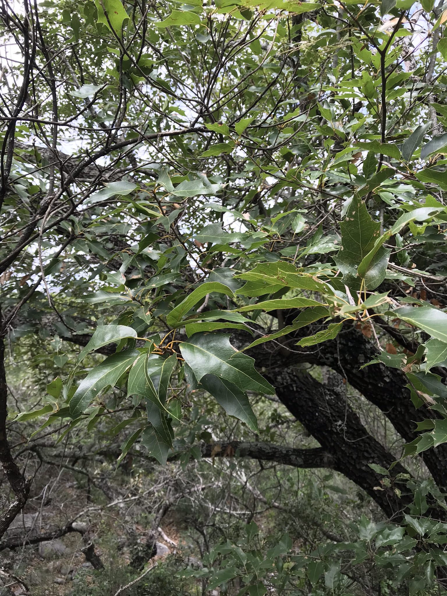 Quercus canbyi